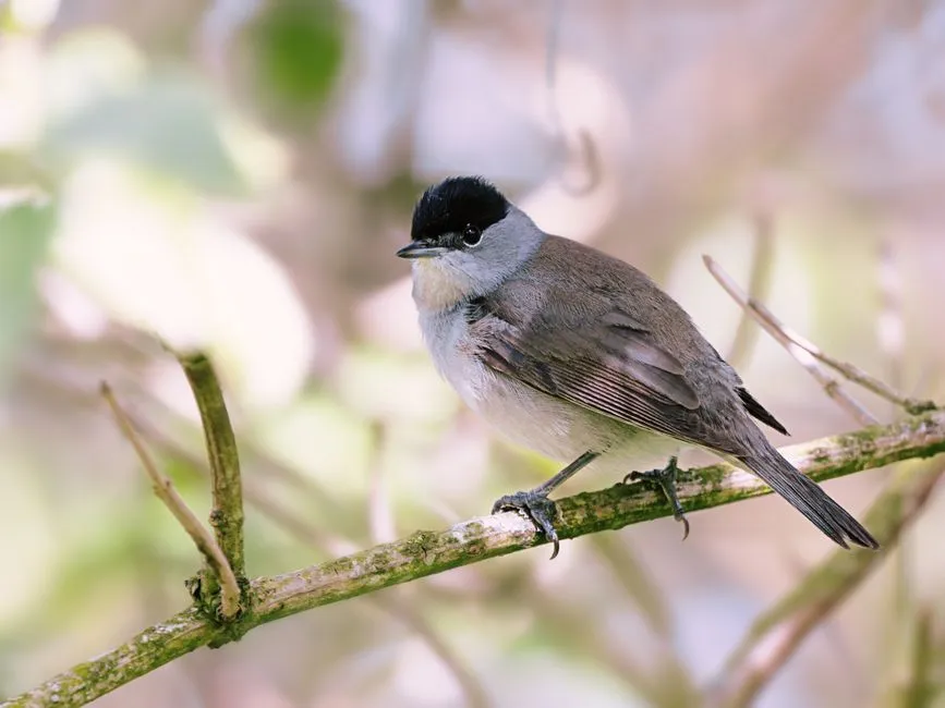 #7 - Blackcaps Have Flipped Their Migration Entirely (Image Credits: Pexels)