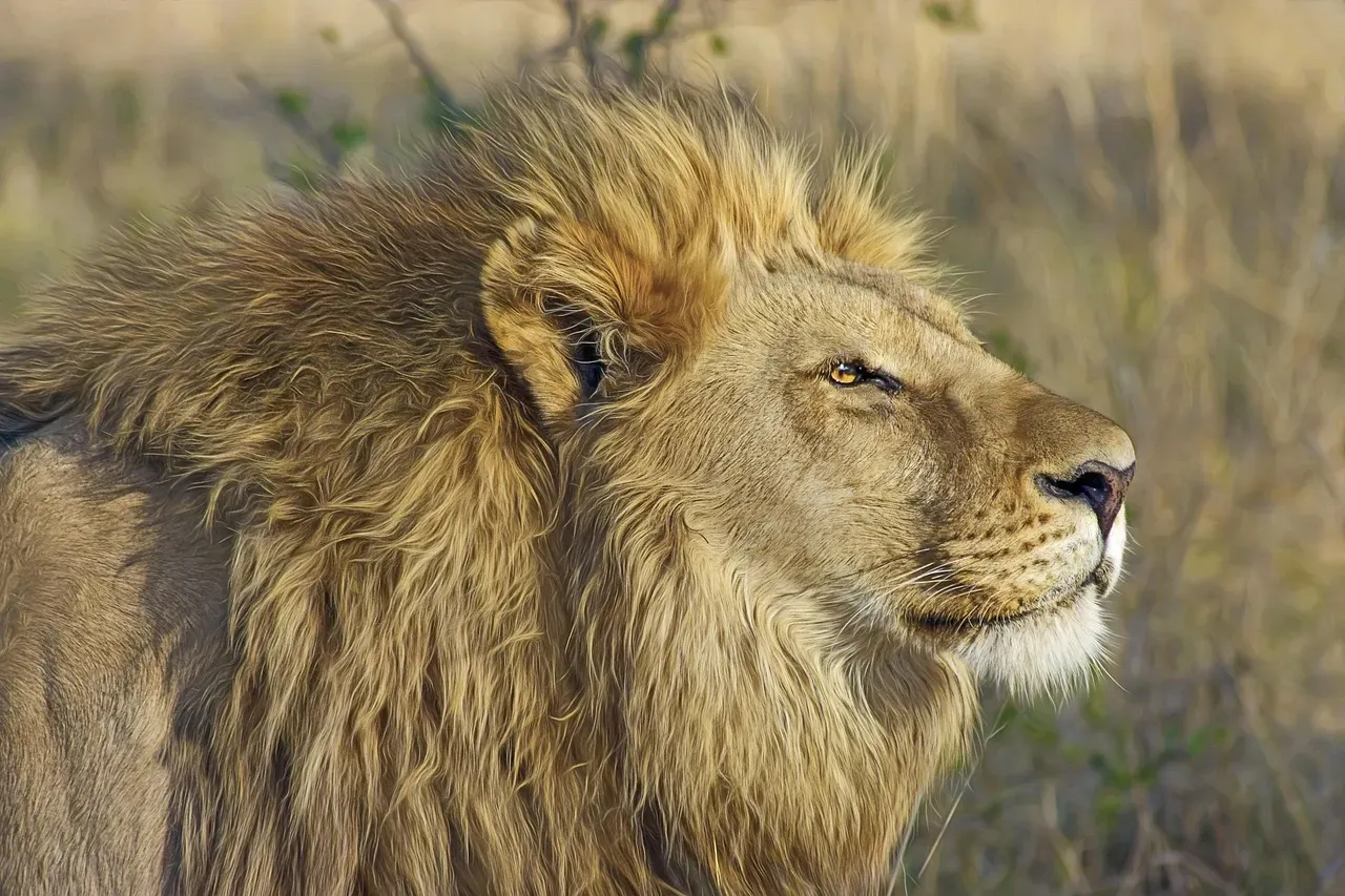 The Lion: The Undisputed Ruler (Image Credits: Pixabay)