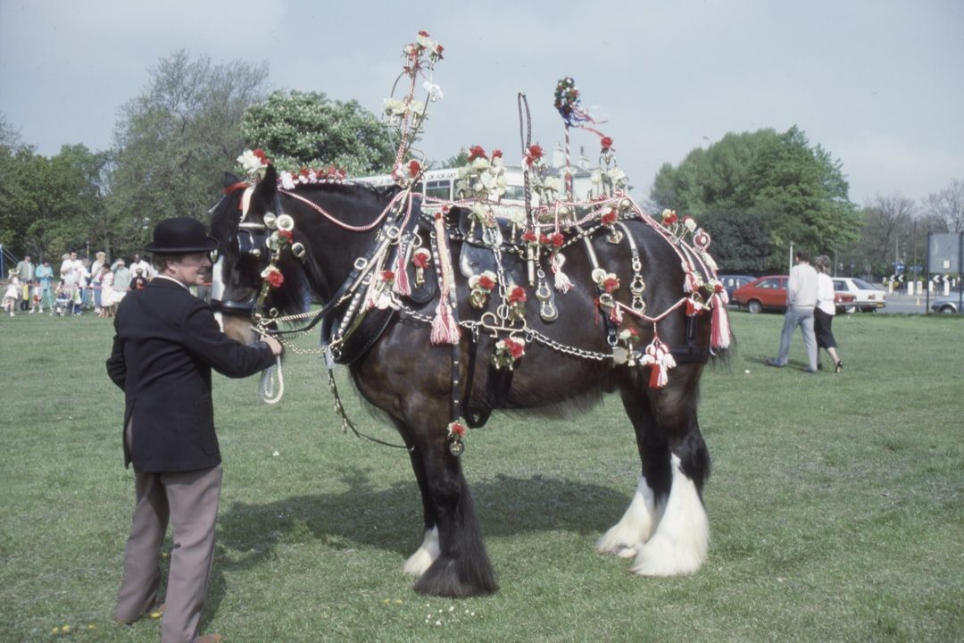 Leo: The Regal Show Horse Presence (Image Credits: Unsplash)