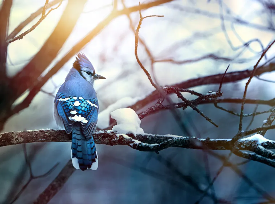 #6: Blue Jays Have a Softer Side You Rarely Hear (Image Credits: Stocksnap)