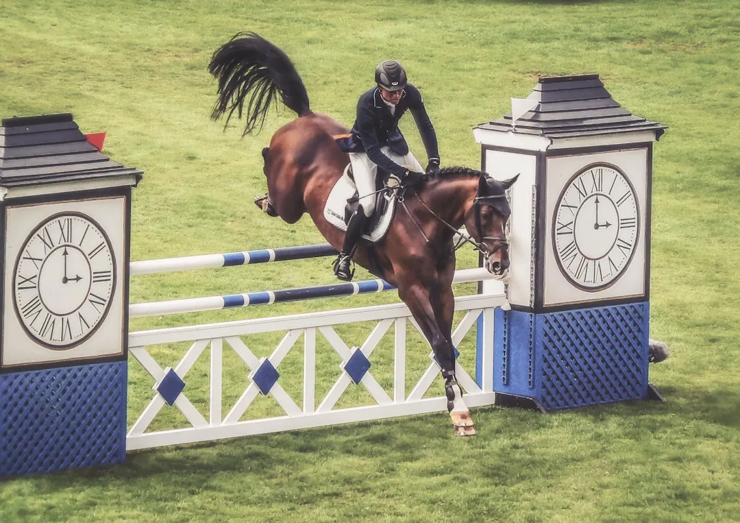 Irish Draught / Irish Sport Horse: Brave, Sociable, and Adaptable (Image Credits: Unsplash)