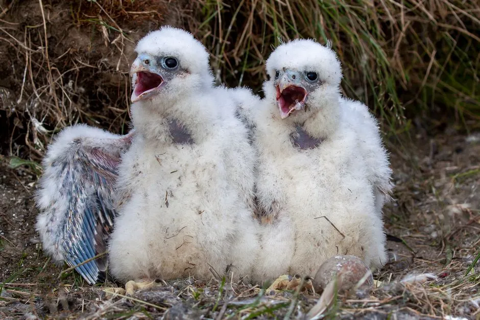 #8 Chicks keep the nest surprisingly tidy (Image Credits: Pexels)