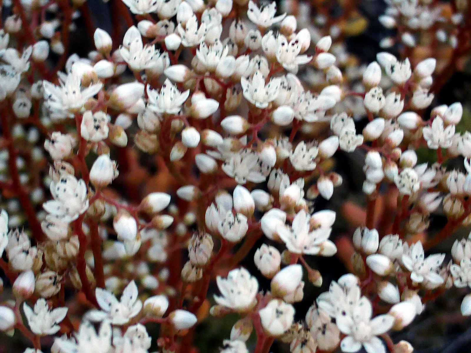 #34 - Sedum and Stonecrop Groundcovers: Beautiful, But Too Flat (By Javier martin, Public domain)