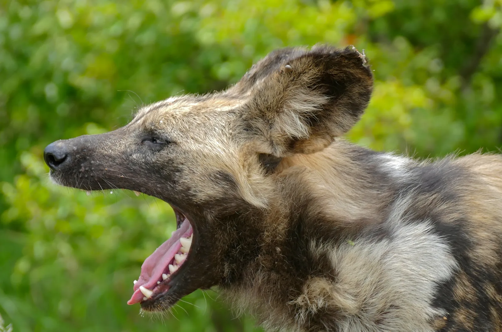 #13 - The Yawn That Has Nothing to Do With Sleep (Wild Dog (Lycaon pictus) female yawning, CC BY-SA 2.0)