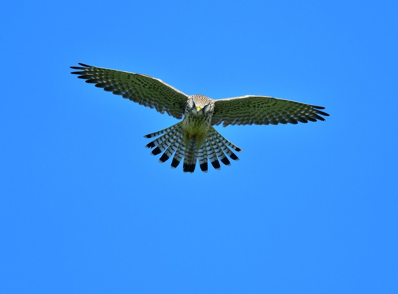 The Visionary Falcon: March 21 - April 19 (Image Credits: Pixabay)