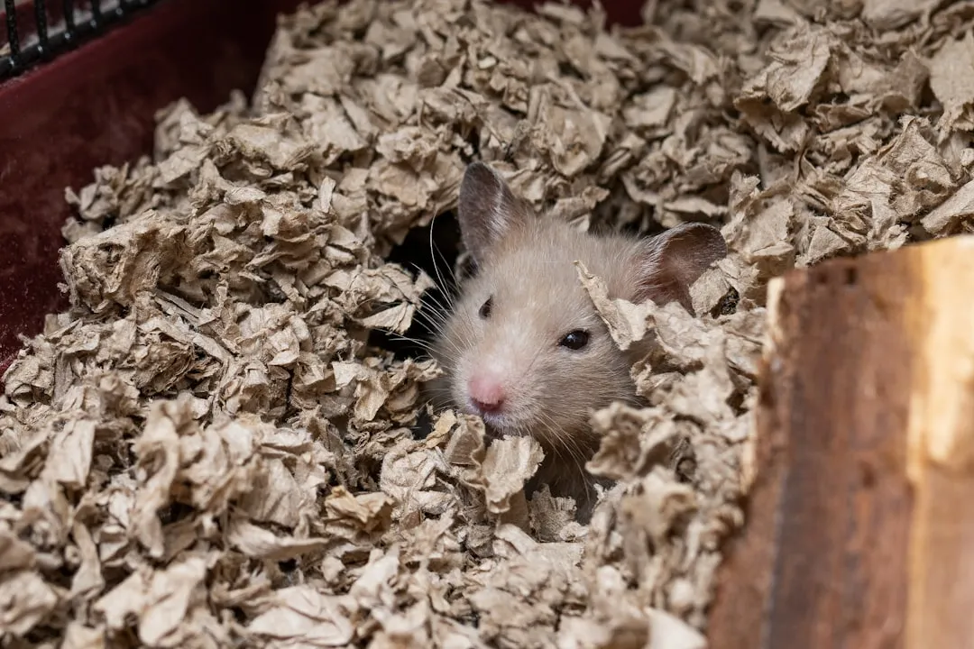 They’re Reacting to Cage Cleanings and Environmental Changes (Image Credits: Unsplash)