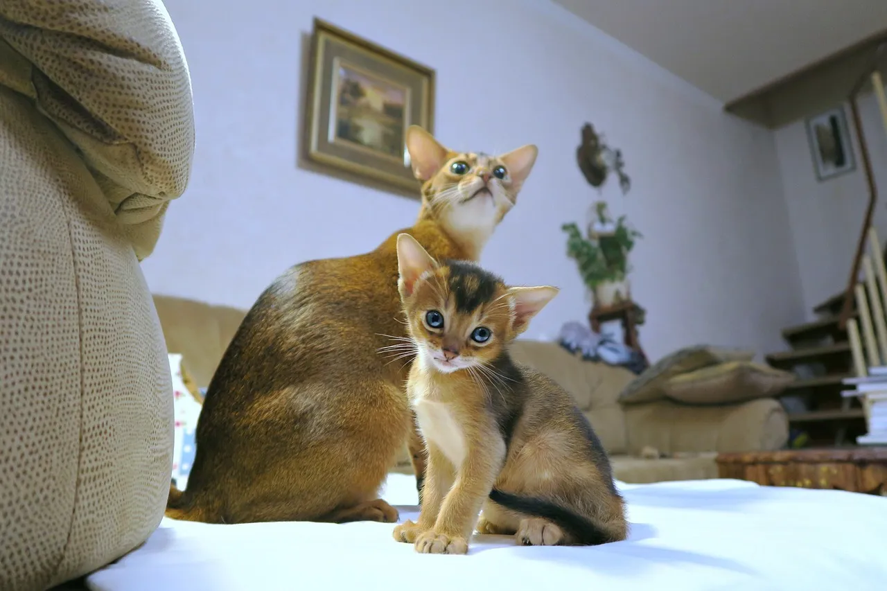 Abyssinian: The Energetic Explorer That Keeps Up With High-Energy Dogs (Image Credits: Pixabay)