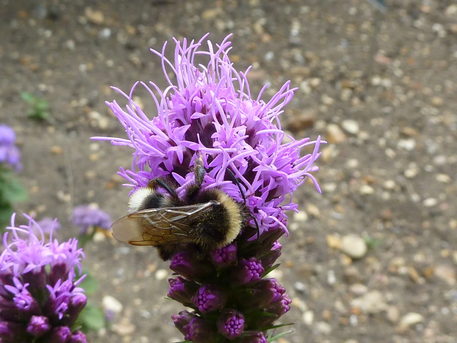 7 - Blazing Star (Liatris spicata) (By Magnus Manske, CC BY-SA 2.5)