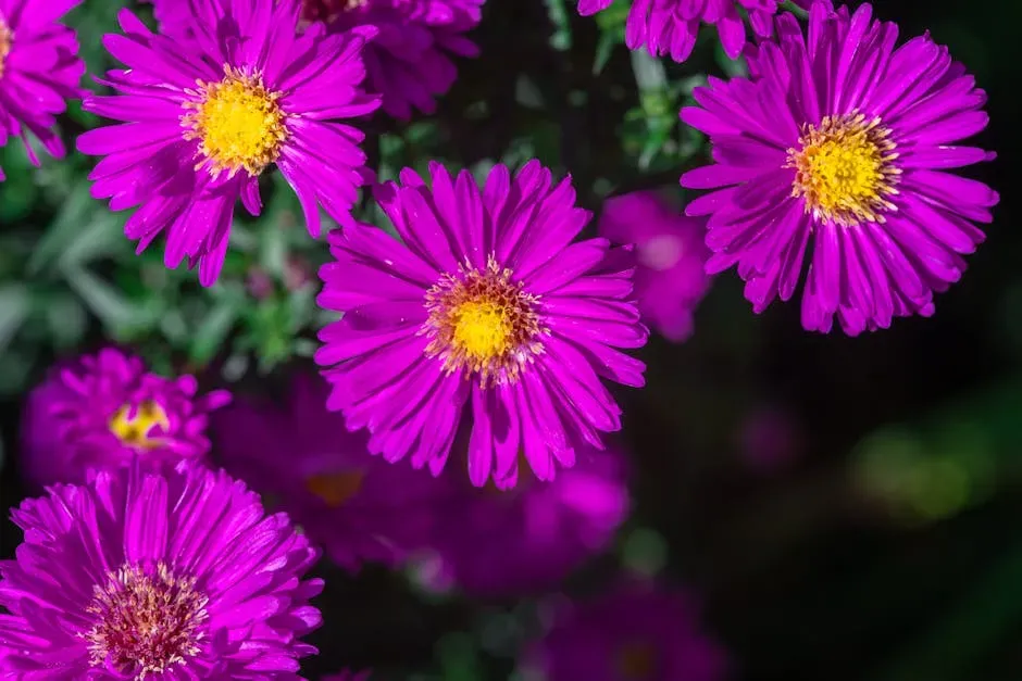#6 Aster (Aster spp.) (Image Credits: Pexels)