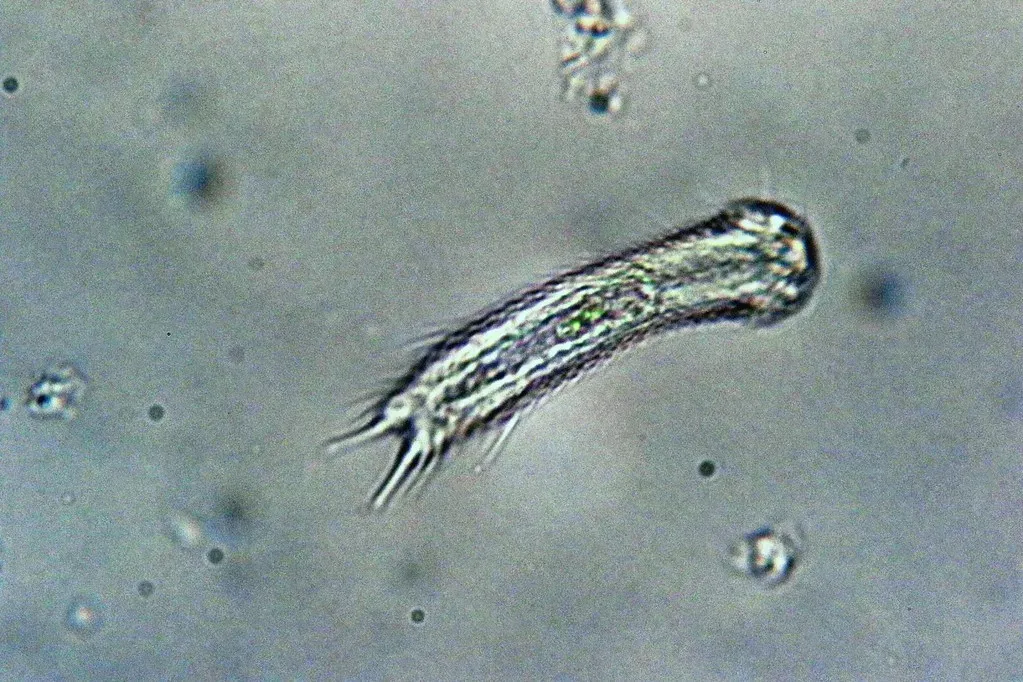Bdelloid Rotifer: Revives After Millennia Frozen (Philippe Garcelon, Flickr, CC BY 2.0)