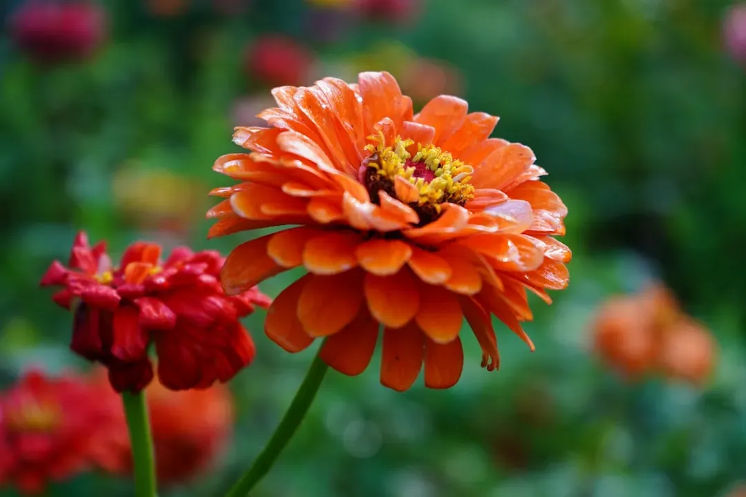 1. Zinnias (Image Credits: Unsplash)