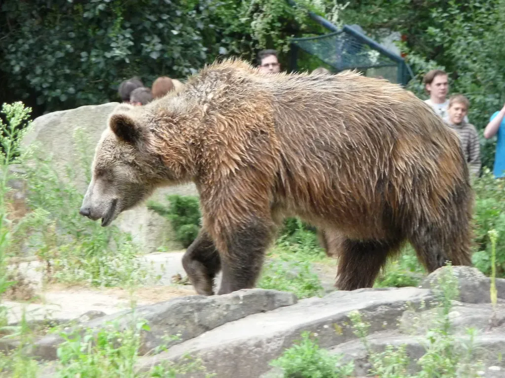 Taurus: The Grizzly Bear (Image Credits: Flickr)