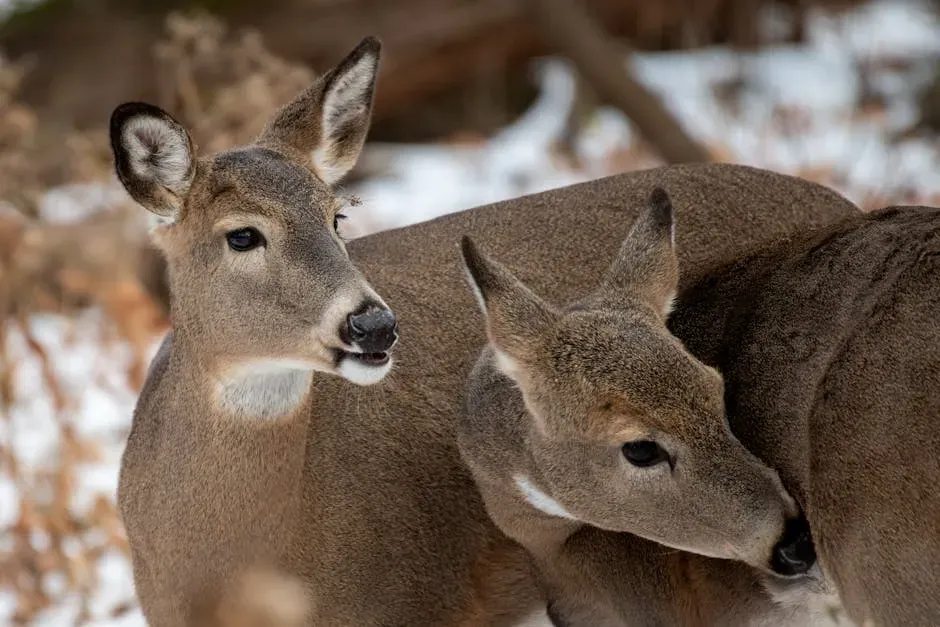 Libra (September 23 – October 22): The White-Tailed Deer (Image Credits: Pexels)