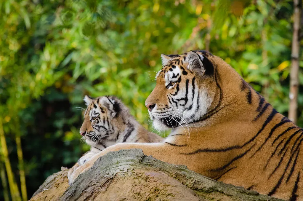 Males Show Unexpected Paternal Tolerance and Even Affection (Image Credits: Flickr)