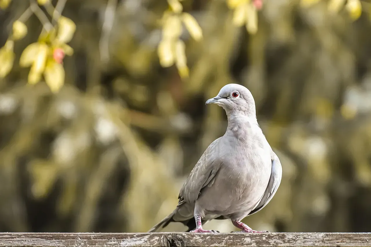 #2 - Eurasian Collared-Doves Settle Into a Yard and Rarely Leave (Image Credits: Pixabay)