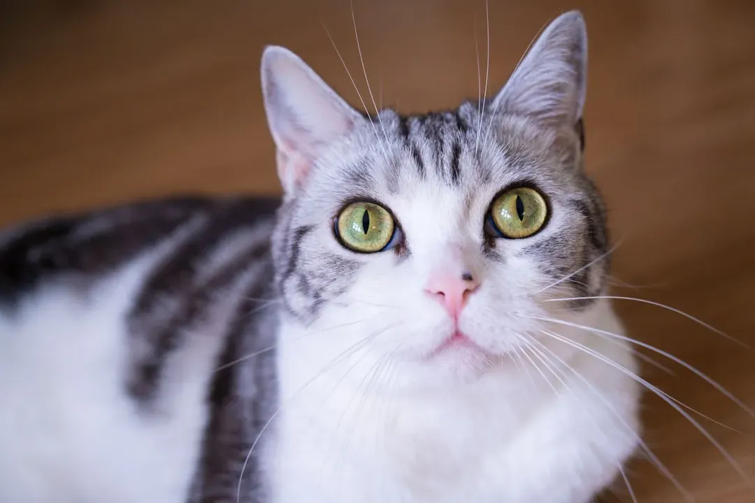The American Shorthair: Confident and Independent (Image Credits: Unsplash)