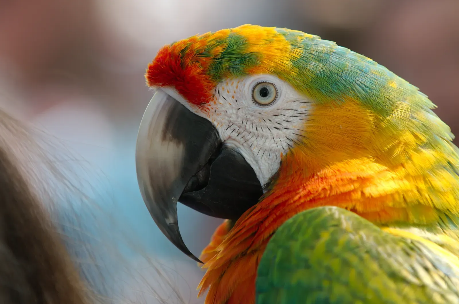 #1 - Parrot (originally posted to Flickr as Parrot closeup, CC0)