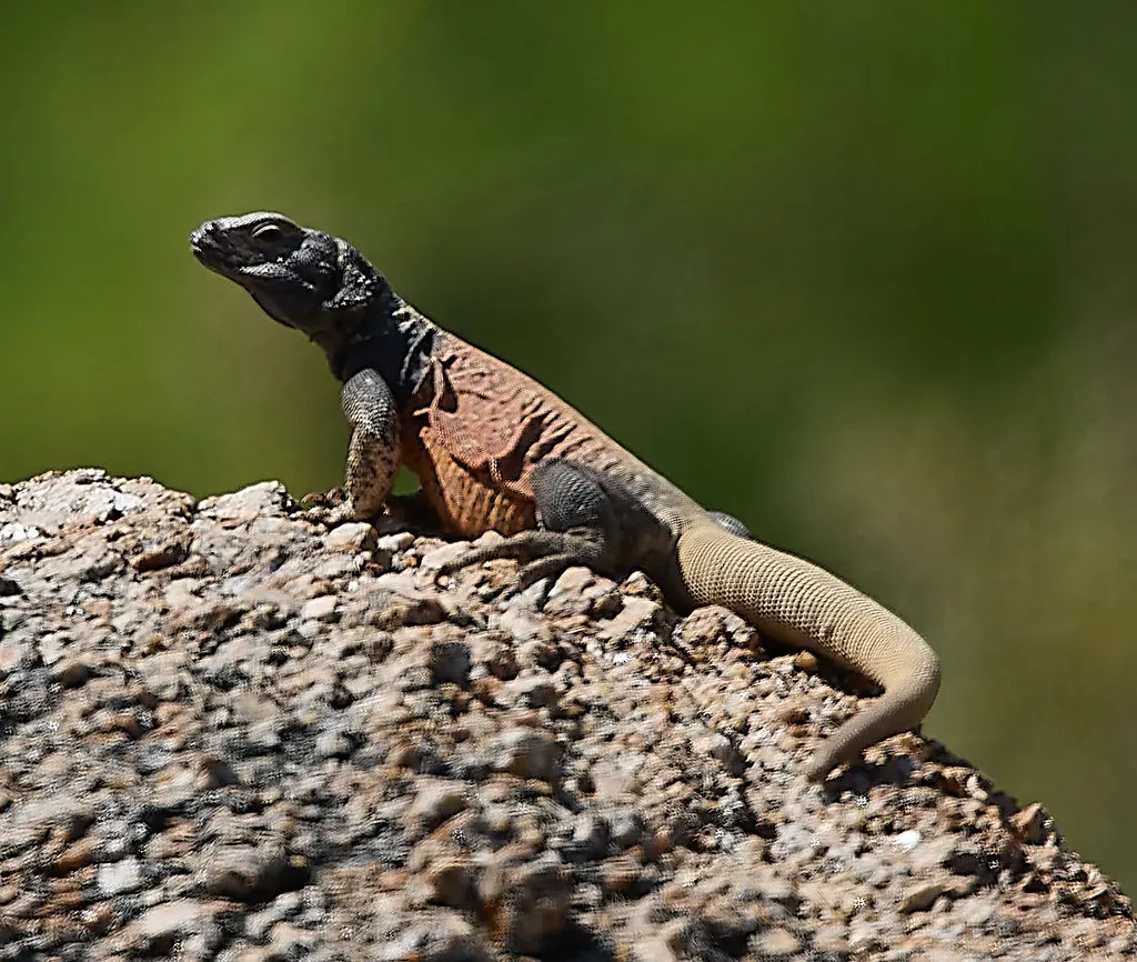 8. The Gila Monster's Fat-Tail Fuel Reserve (Image Credits: Flickr)