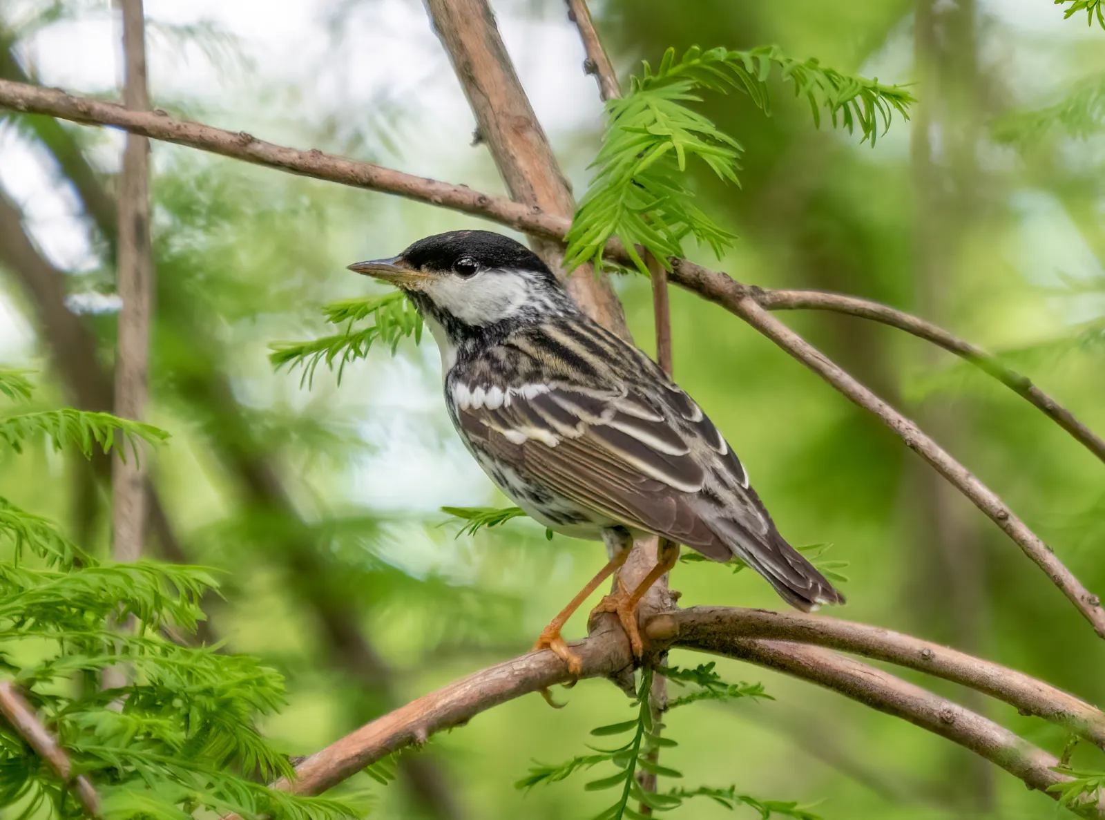 5. Blackpoll Warbler – A Palm-Sized Bird with an Ocean Route (By Rhododendrites, CC BY-SA 4.0)