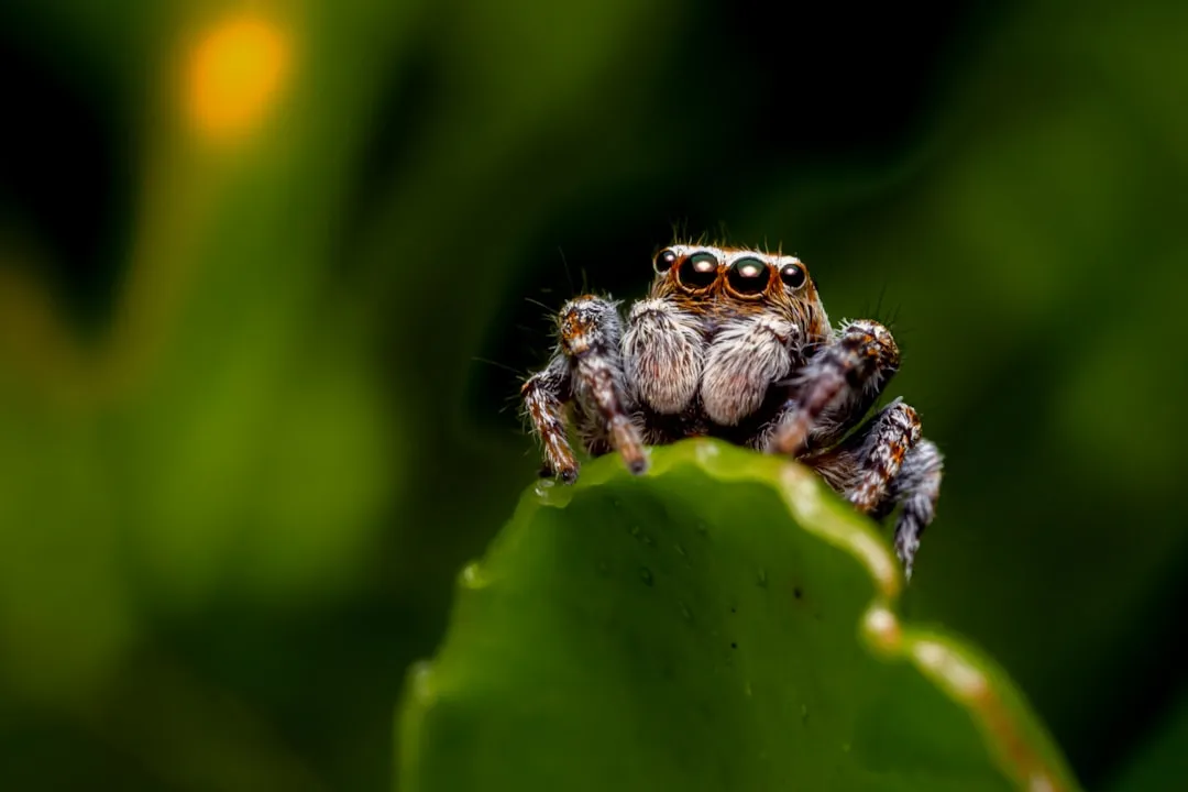 The tiny predators with outrageously big eyes (Image Credits: Unsplash)
