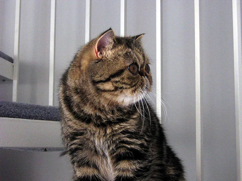 #6 - Exotic Shorthair: Persian Personality, Easier Maintenance (originally posted to Flickr as Stairs, CC BY 2.0)
