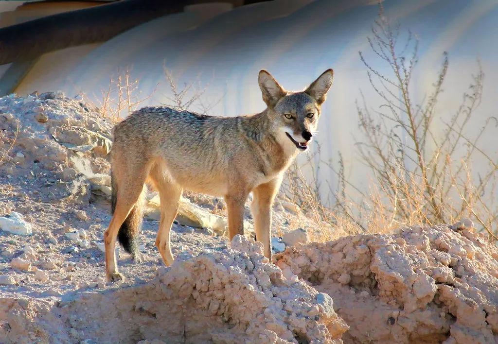 What Coyote Can Teach Us About Ourselves Today (Monkeystyle3000, Flickr, CC BY 2.0)