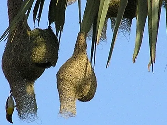 8. Sociable Weavers: The Apartment Complex Builders of Africa (Image Credits: Flickr)