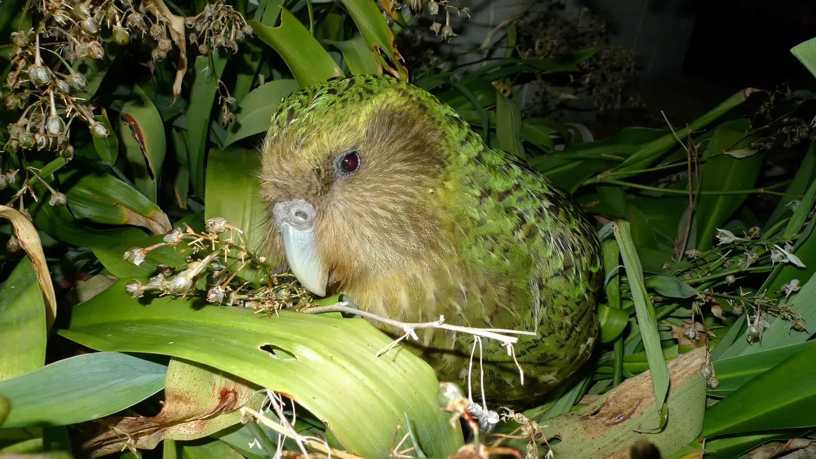 Meet the Kākāpō: The World's Most Unusual Parrot (Image Credits: Wikimedia Commons)