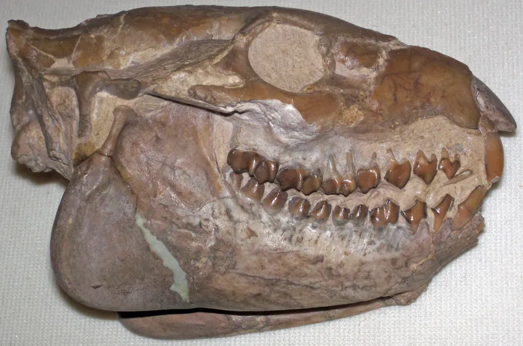 #5: What These Discoveries Actually Tell Us About Early Mammal Evolution (James St. John, Flickr, CC BY 2.0)