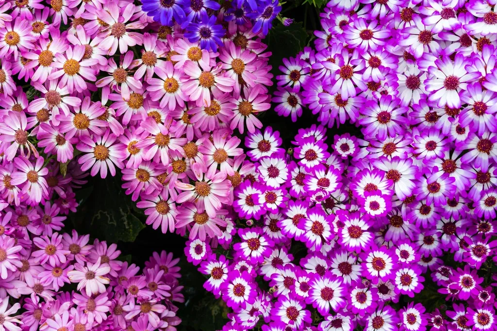 10. Asters (Symphyotrichum and related species) &ndash; Critical Fuel for the Fall Migration (Image Credits: Rawpixel)