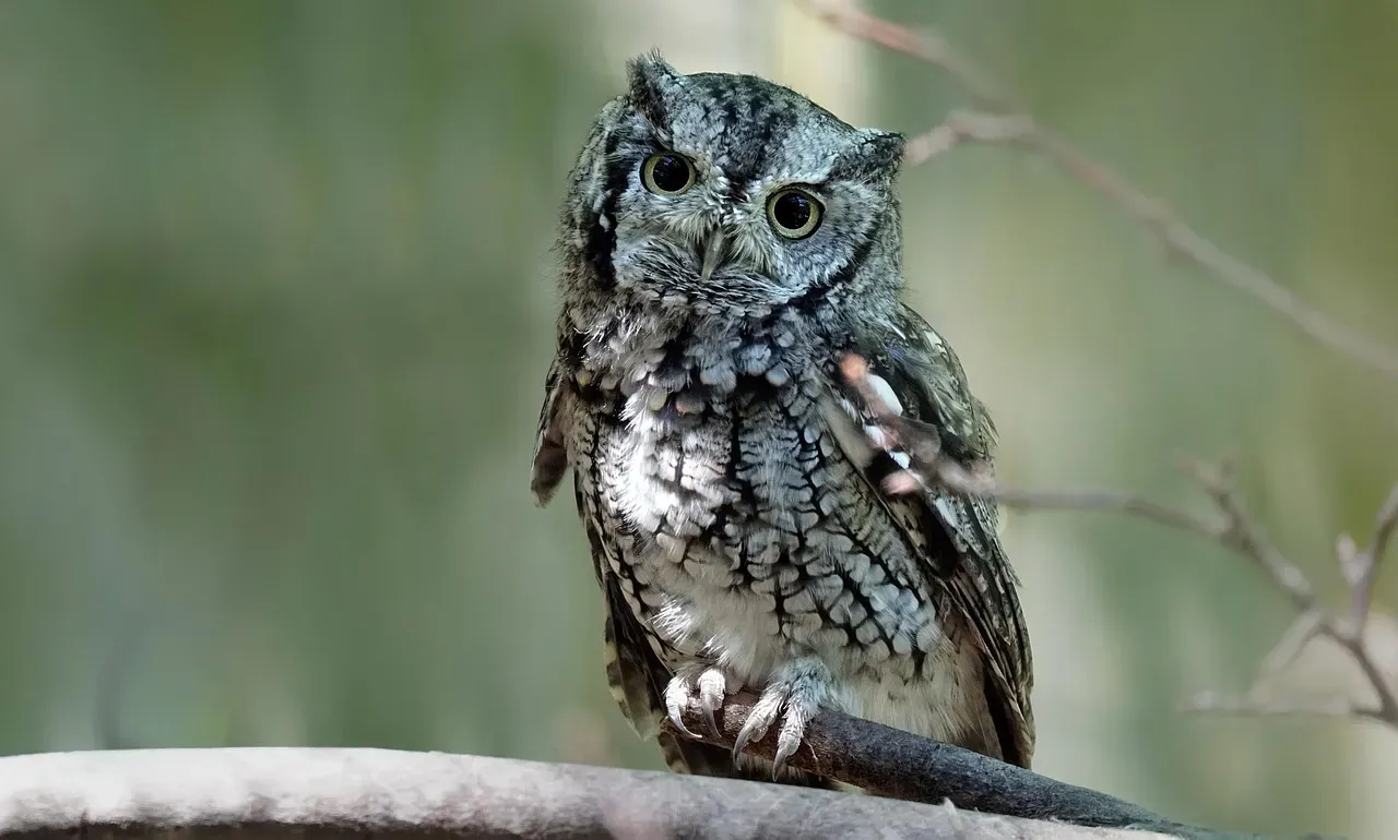 Meet the Unlikely Duo: The Eastern Screech Owl and the Texas Blind Snake (Image Credits: Pixabay)