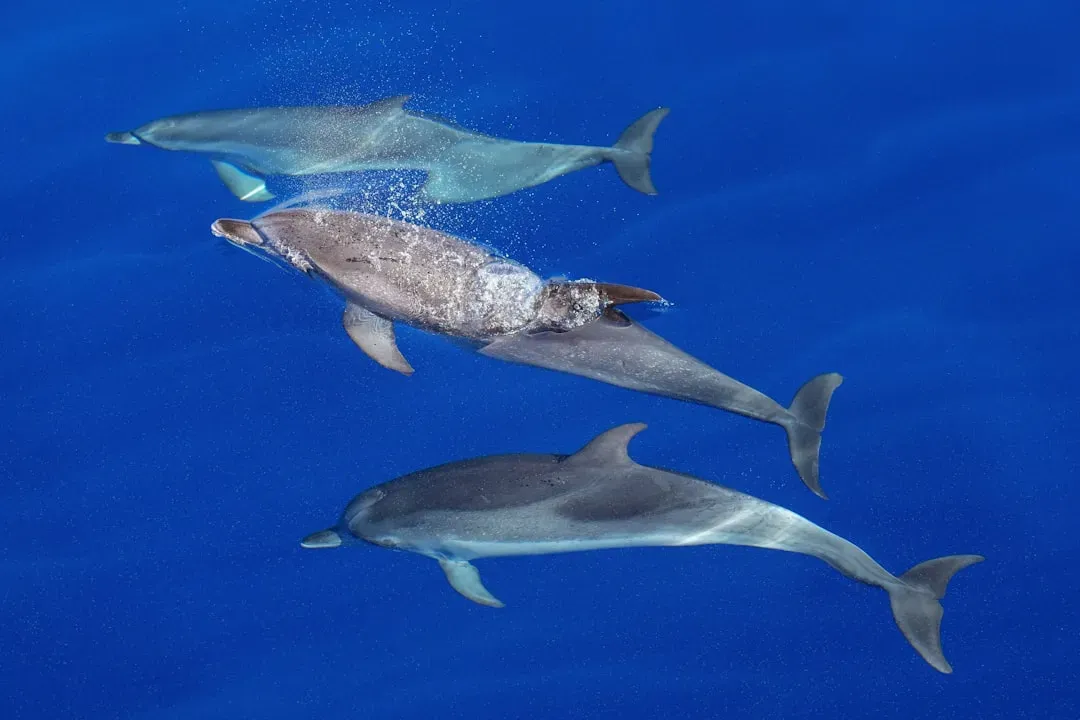 Bottlenose Dolphins Recognize Identity Through Taste and Sound (Image Credits: Unsplash)
