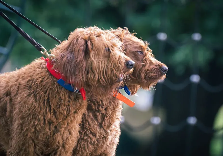 #13. Labradoodle (Image Credits: Pexels)
