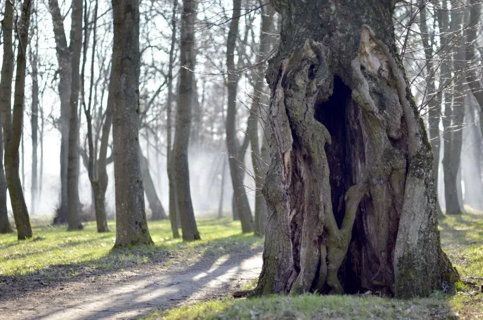 Storing Food In Tree Cavities (Image Credits: Pexels)