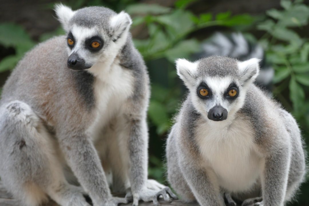 Over a Hundred Species of Lemurs Call This Home (Image Credits: Unsplash)