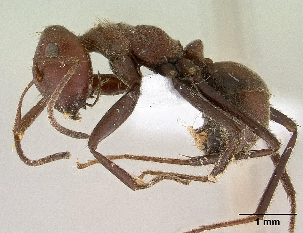 The Malaysian Exploding Ant Sacrifices Itself for the Colony (Image Credits: Wikimedia)