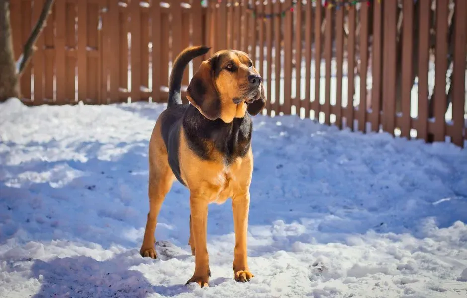 Bloodhounds and Their Exceptional Tracking Instincts (Image Credits: Pexels)