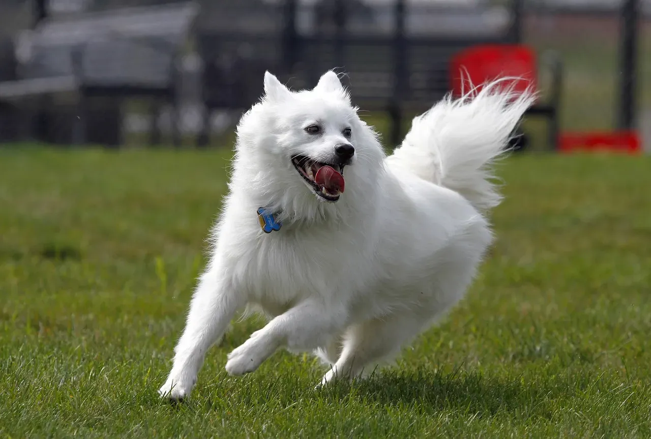 #17. American Eskimo Dog (Image Credits: Pixabay)