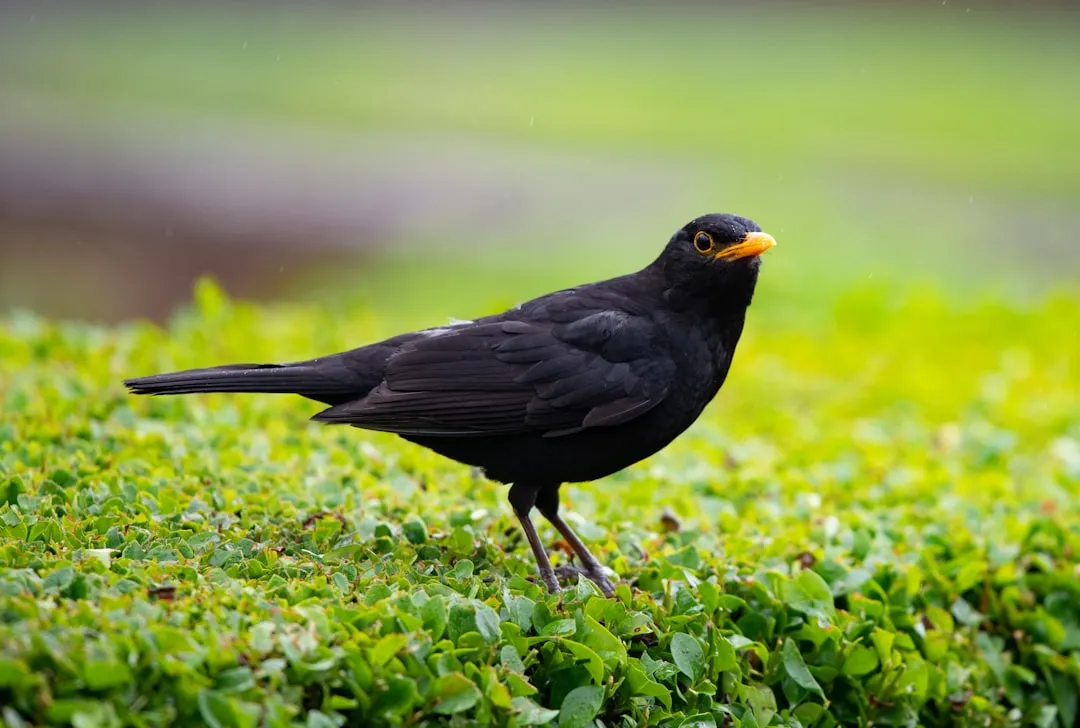 #13 - Blackbird and Other Generalists: Quiet Winners in a Noisy Story (Image Credits: Unsplash)