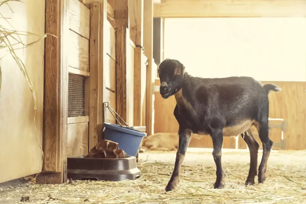 10. LaMancha Goat (Image Credits: Flickr)
