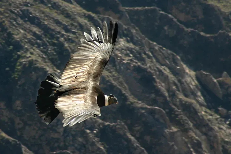 One of the Heaviest Flying Birds on Earth (Image Credits: Wikimedia)