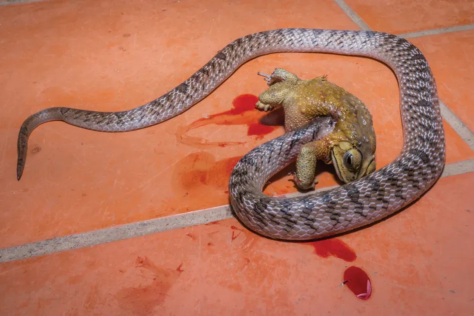 Kukri Snakes Eat Toads Alive From the Inside (Image Credits: Wikimedia)