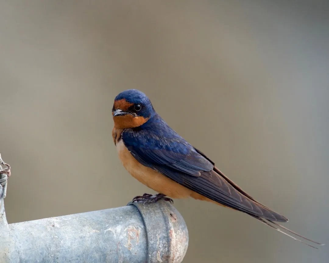 #20 - Barn Swallow: Fewer Mud Nests Under Our Eaves (Image Credits: Unsplash)