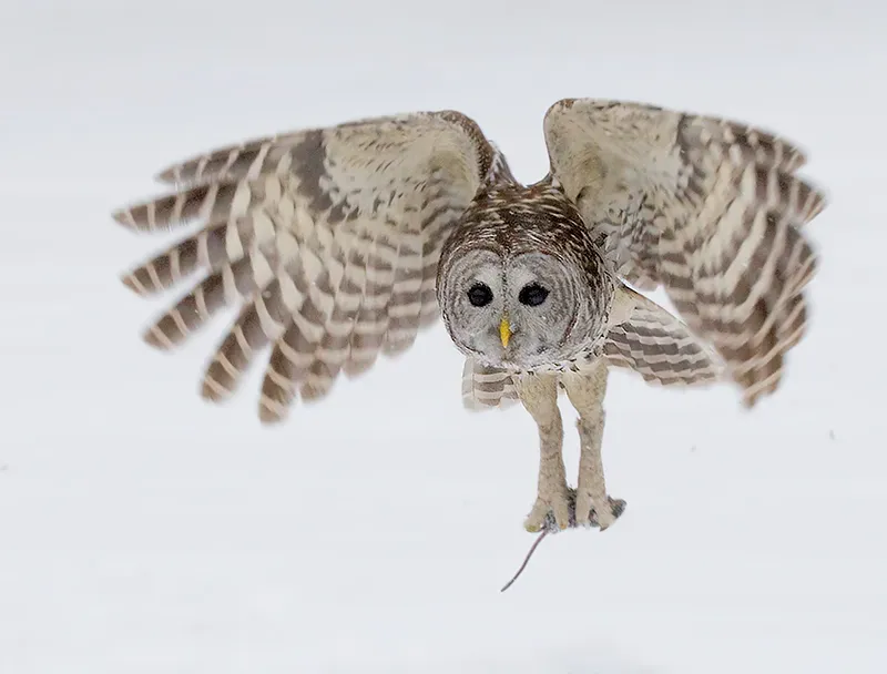 Prey Availability Drives Visibility (By NaturesPhotoAdventures, CC BY-SA 3.0)
