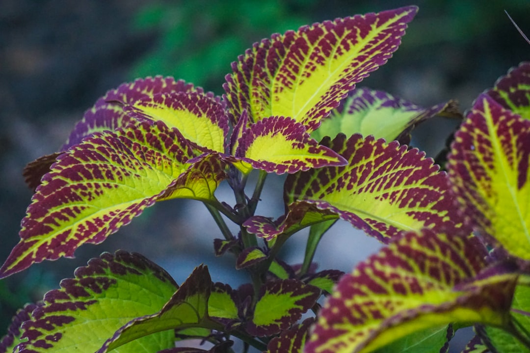 4. Coleus - The Foliage Superstars (Image Credits: Unsplash)
