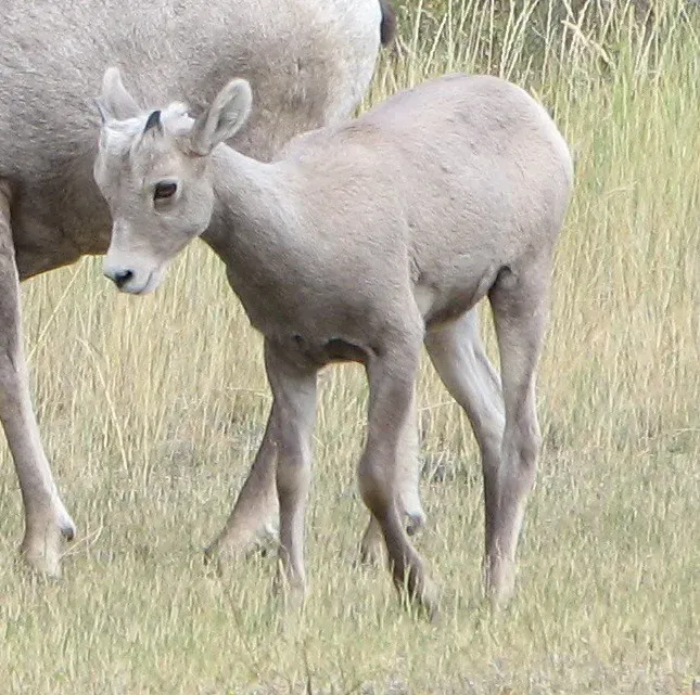 Lamb Survival Remains Challenging Despite Population Gains (Image Credits: Flickr)