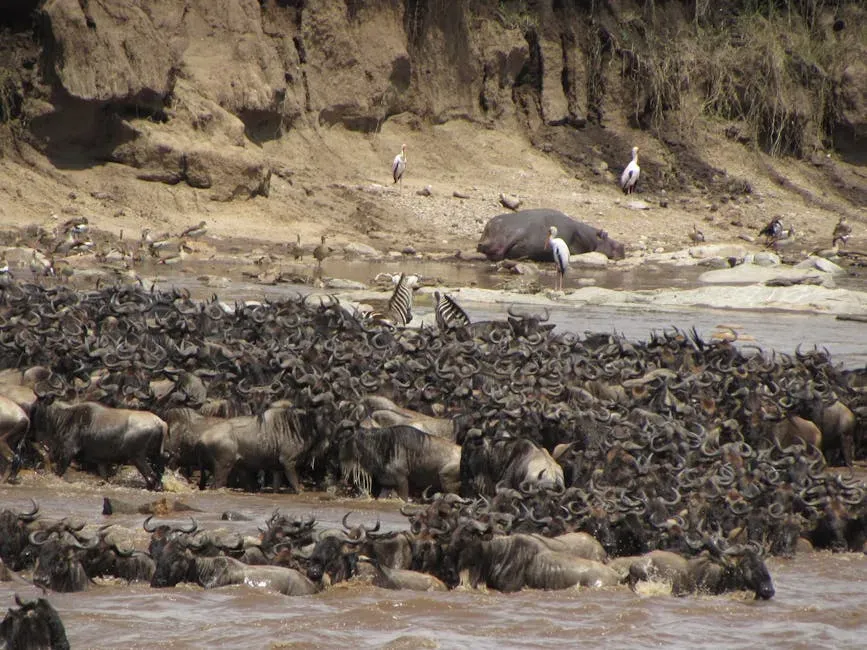 11. Wildebeest: Africa's Most Spectacular Land Movement (Image Credits: Pexels)