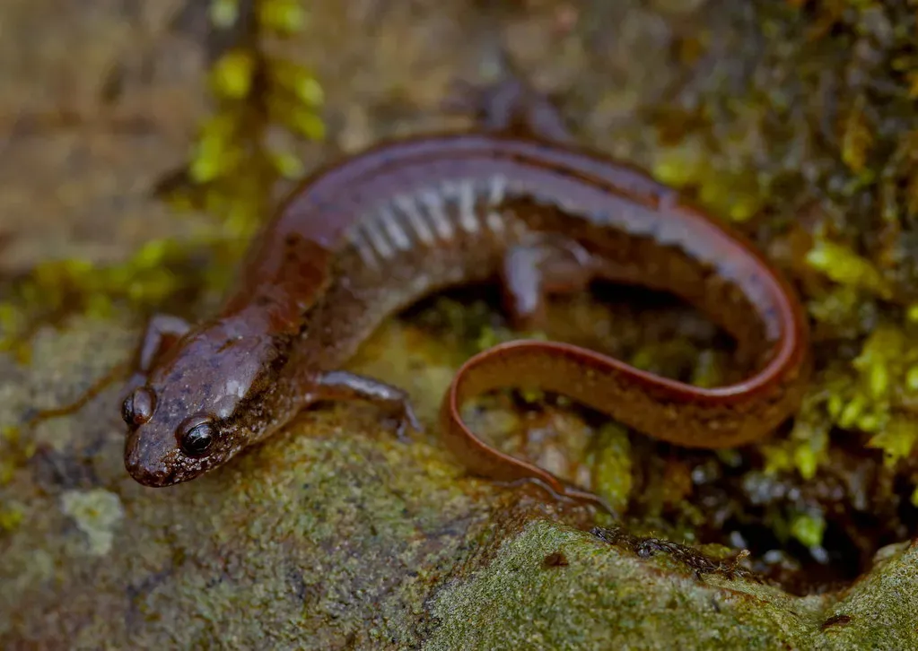 #11: They Actively Improve Soil Quality Beneath the Forest Floor (2ndPeter, Flickr, CC BY 2.0)