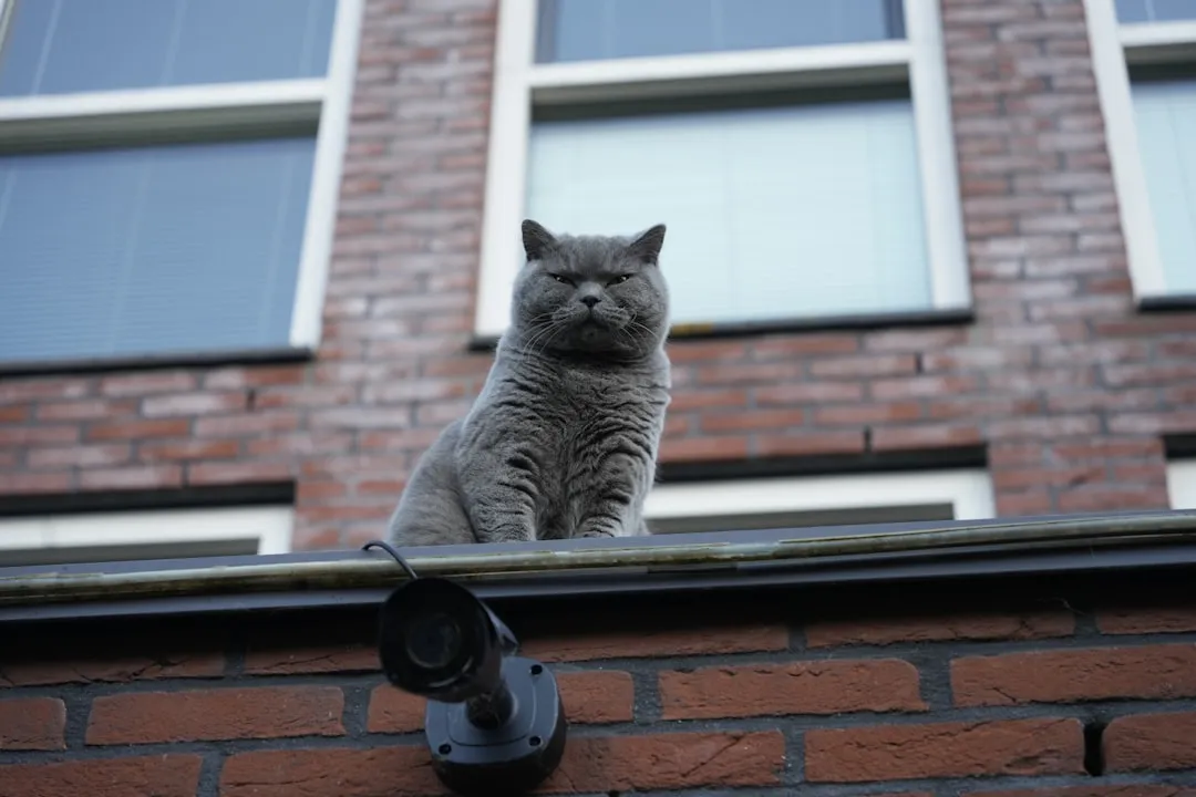 4. Watching the “Traffic Flow” of the Household (Image Credits: Unsplash)