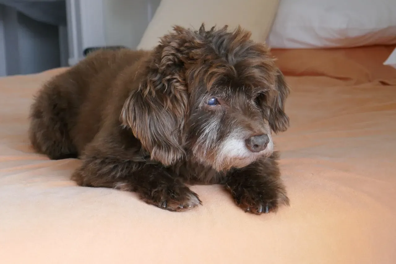 #1 – Reluctance to Jump on the Couch or Bed (Image Credits: Pixabay)